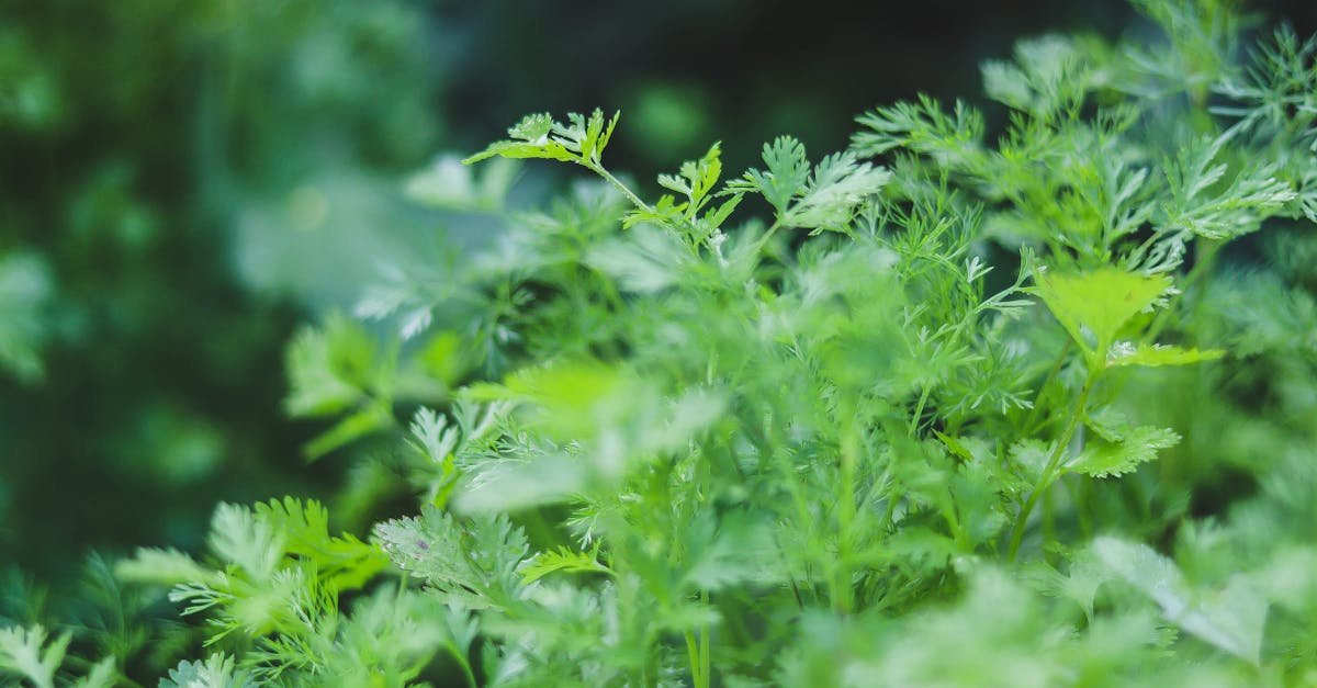 Apigenin Side Effects? Your Nutrient Gaps May Be Why