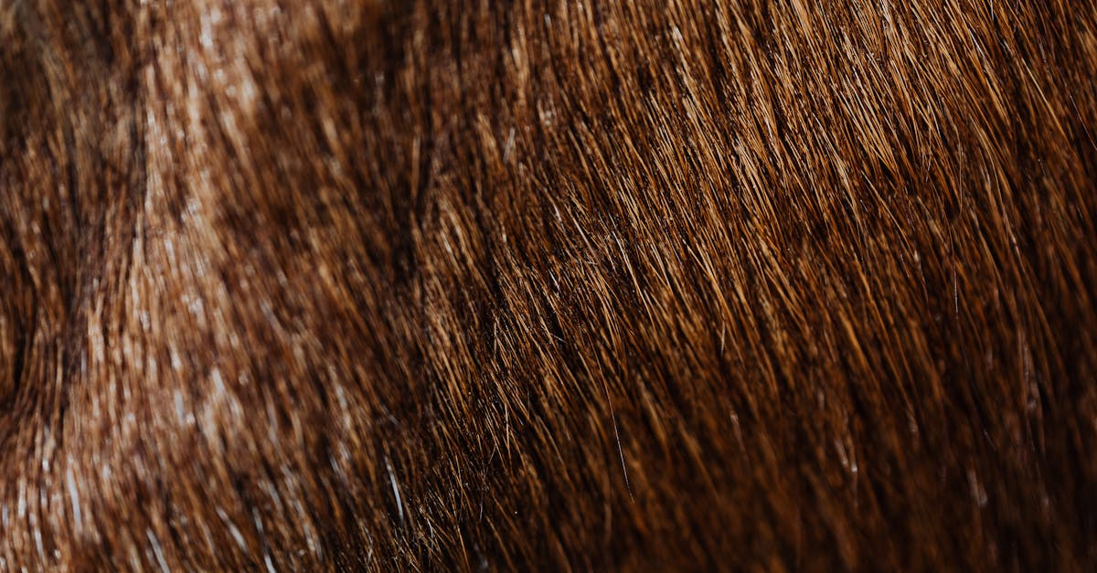 Best Collagen for Hair: A Clinical Guide to Dosage, Mechanism, and Outcomes