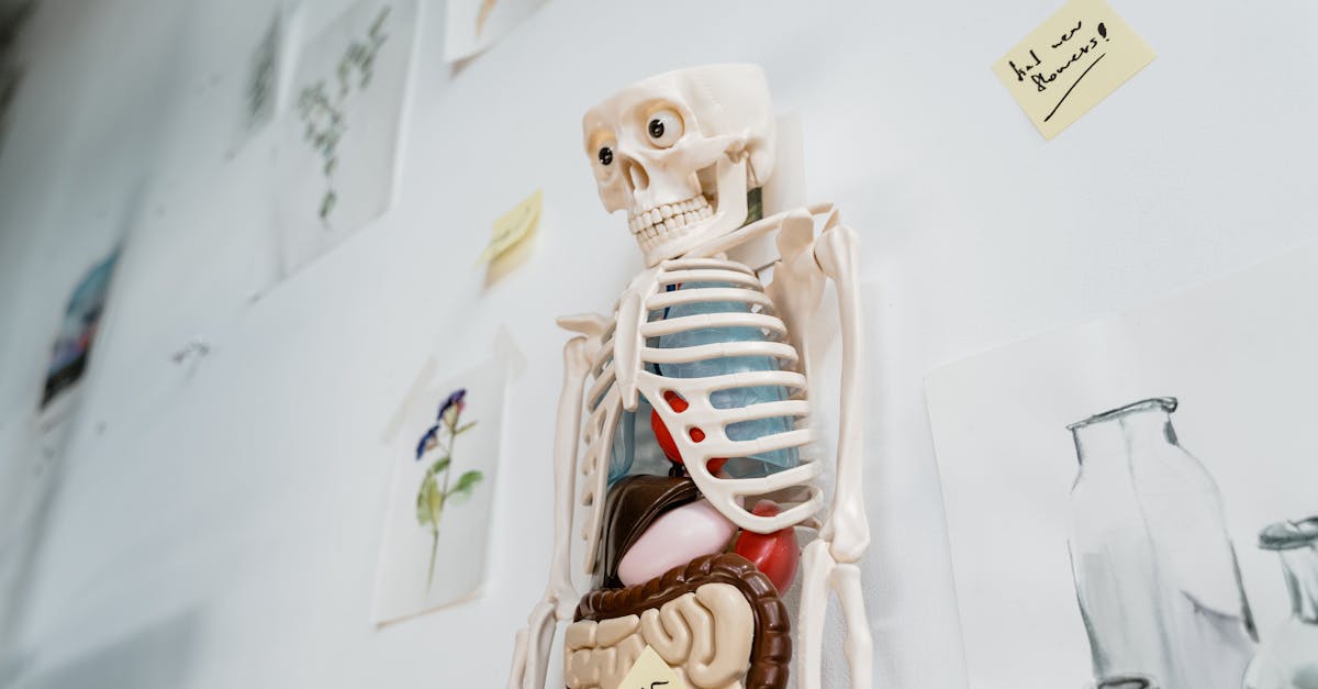 The Practitioner's Guide to Best Ox Bile Supplement