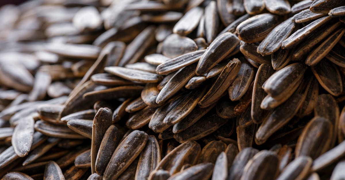 Best Time to Take Black Seed Oil: Benefits, Dosage, and What the Research Actually Shows