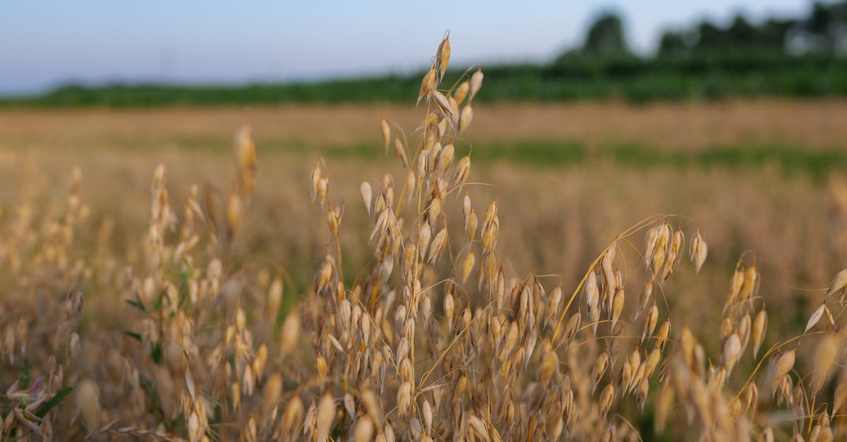 Beta-Glucans: Immune Priming, Cholesterol, and the Different Forms Compared