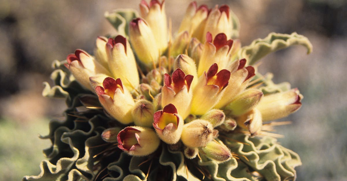 Cistanche Side Effects: A Functional-Medicine Lens on Causes and Support