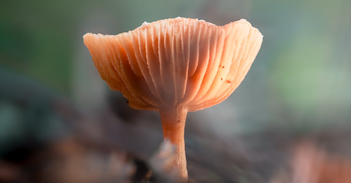 Cordyceps Side Effects Most People Dismiss Too Soon