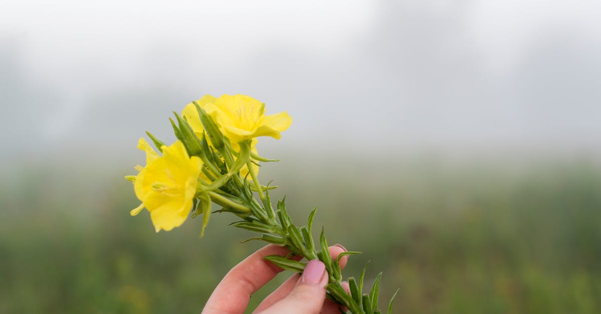 Evening Primrose Oil Benefits: Who Actually Benefits — and Who Should Skip It