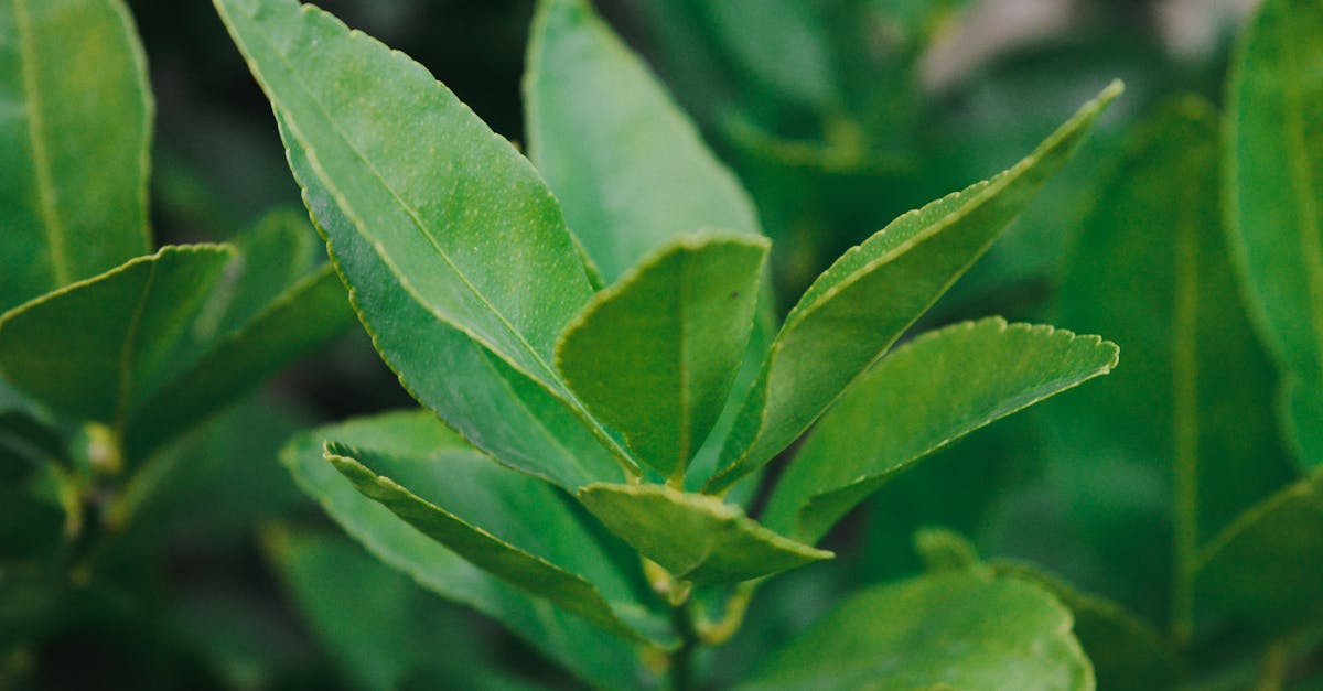 Fadogia Side Effects? Your Nutrient Gaps May Be to Blame