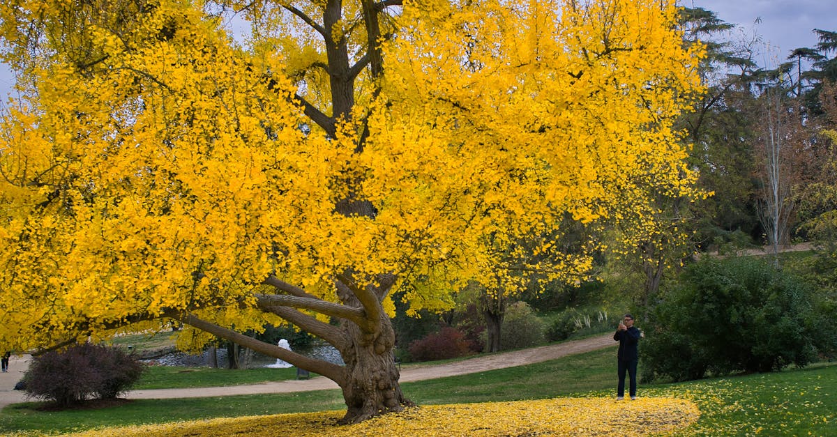 Ginkgo Biloba Benefits: A Clinical Guide to Dosage, Mechanism, and Outcomes