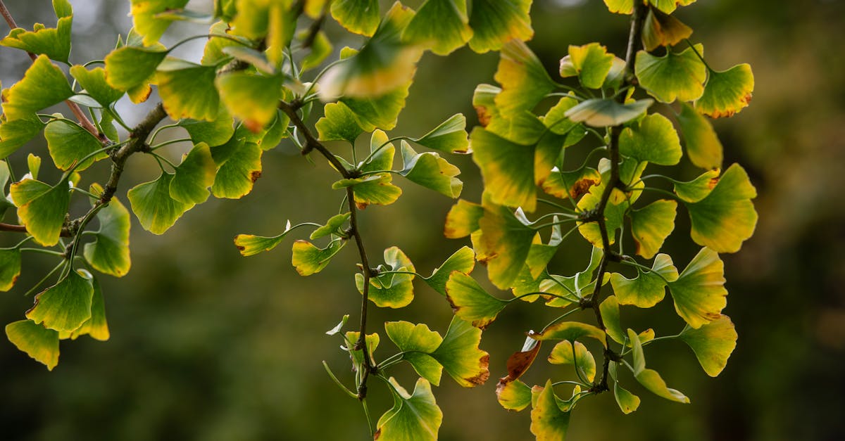Ginkgo Biloba: Memory, Blood Flow, and the Correct Standardized Extract