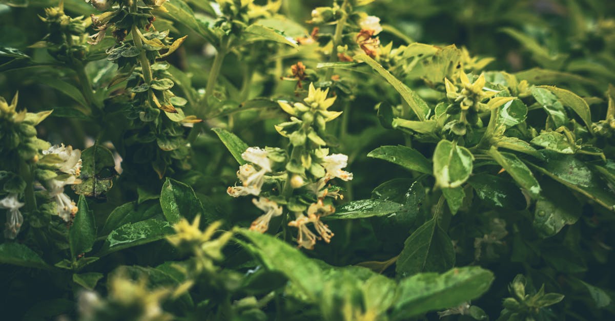 Holy Basil Tulsi Side Effects: Evidence-Based Supplement and Lifestyle Strategies