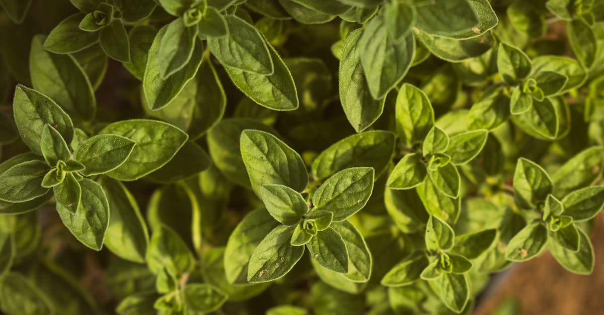 Holy Basil (Tulsi): Cortisol, Blood Sugar, and the Adaptogen Evidence