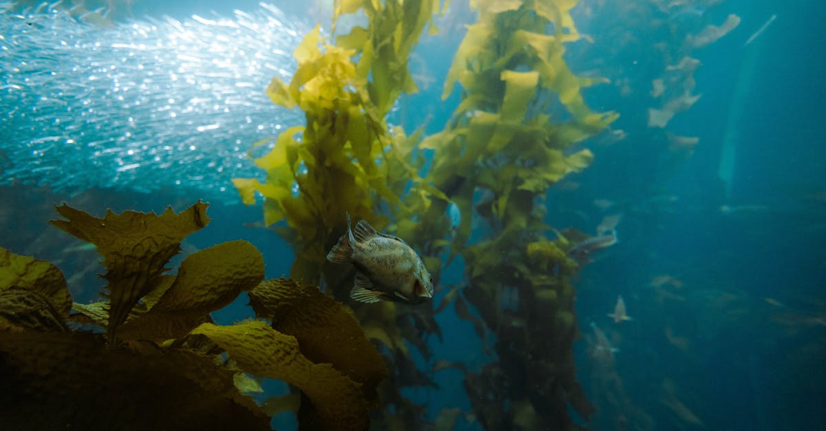 Iodine Kelp Benefits: Bioavailability, Stack Synergies, and Lab-Backed Dosing