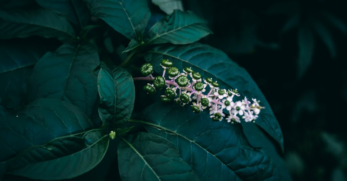 What the Research Actually Says About Is Ashwagandha Bad for You
