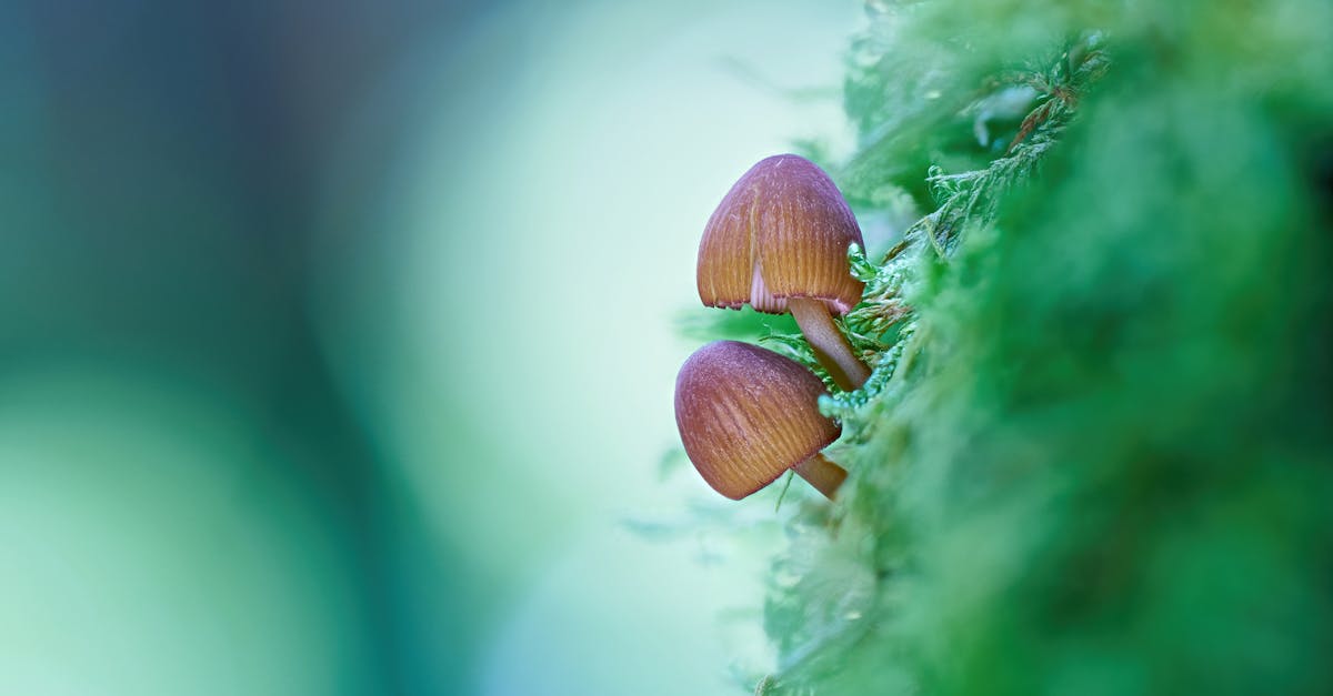 Is Cordyceps Safe: Who Actually Benefits — and Who Should Skip It