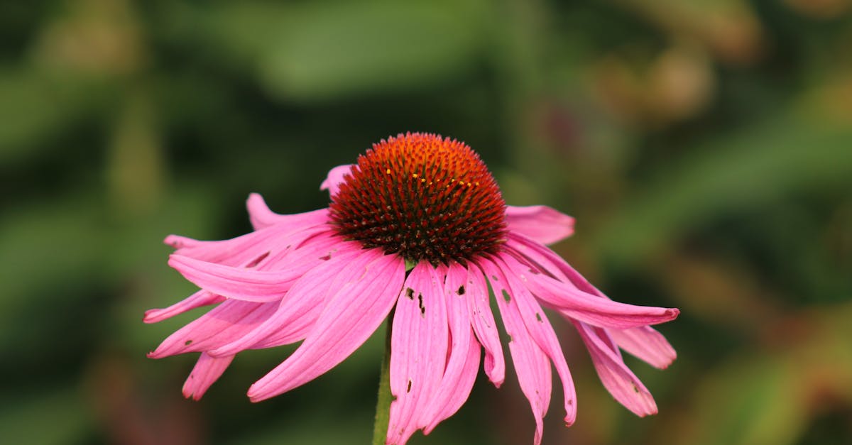 Is Echinacea Safe: Who Actually Benefits — and Who Should Skip It