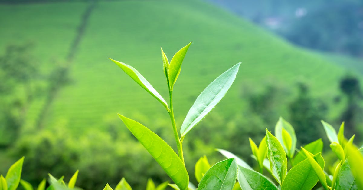 What the Research Actually Says About Is L-Theanine Bad for You
