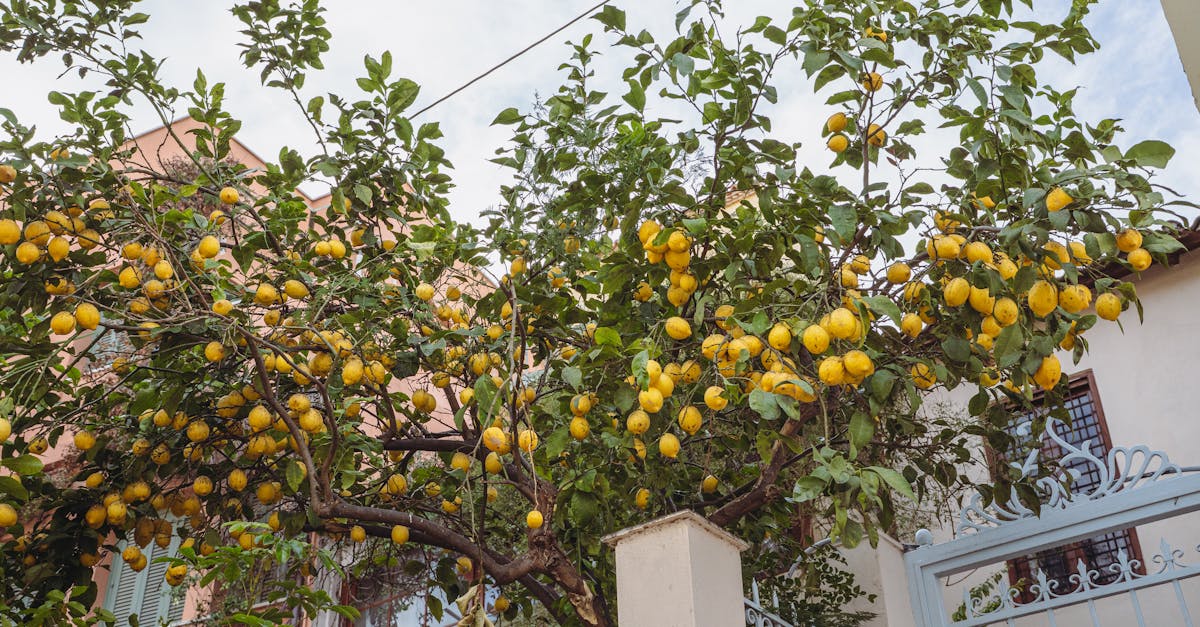 Is Lemon Balm Safe? A Look at the Clinical Trials