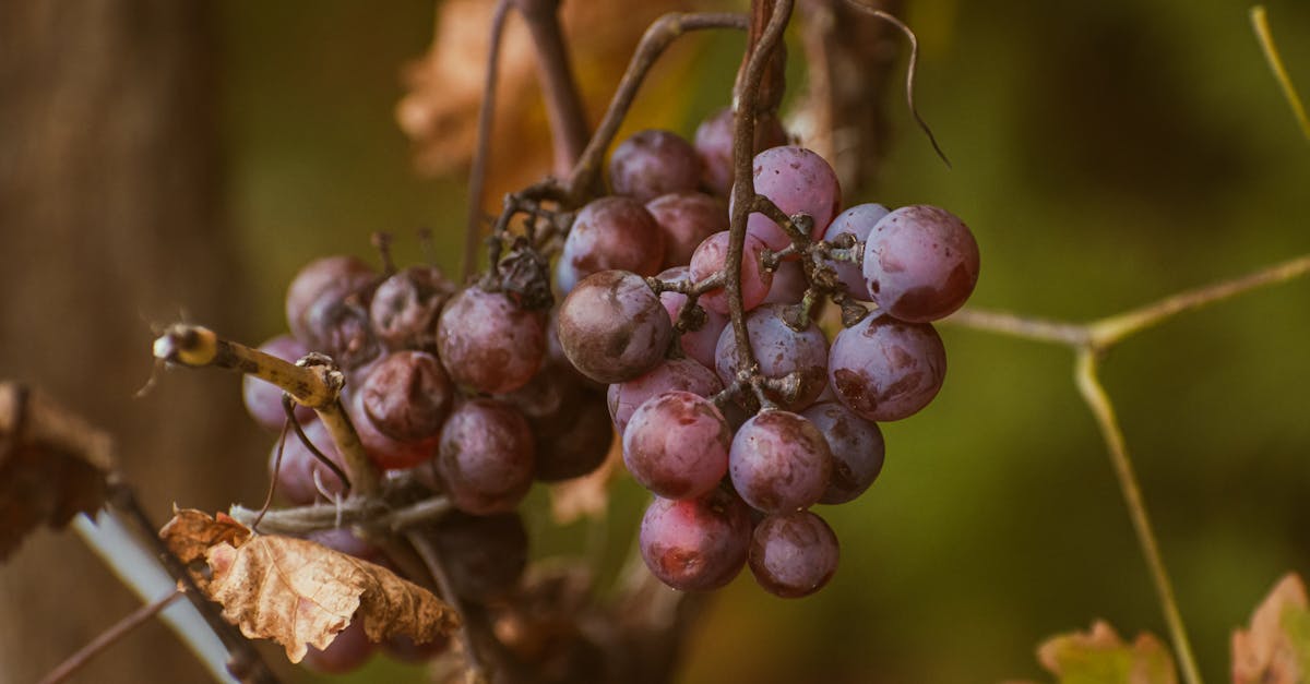 Is Resveratrol Safe: Evidence-Backed Benefits and Realistic Expectations