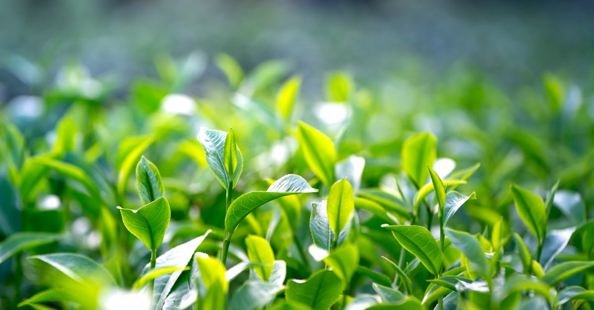 What the Research Actually Says About L-Theanine Uses
