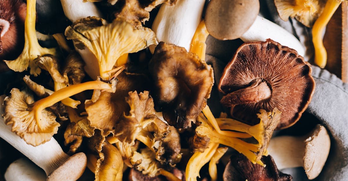 Lion's Mane Mushroom: Neurogenesis, BDNF, and Cognitive Benefits
