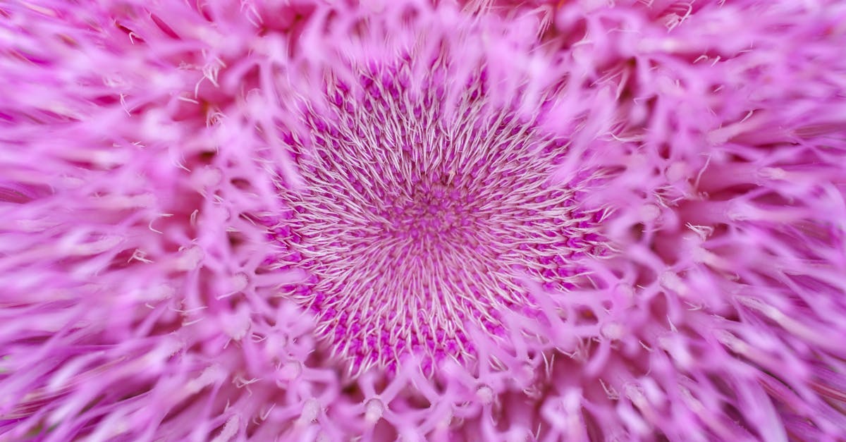 Milk Thistle: Silymarin Bioavailability, Liver Regeneration, and Safe Dosing
