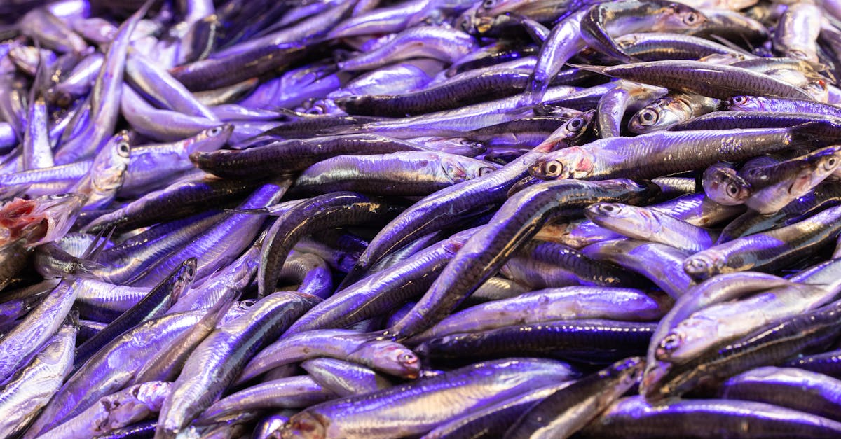 OMEGA 3 Uses: Bioavailability, Stack Synergies, and Lab-Backed Dosing