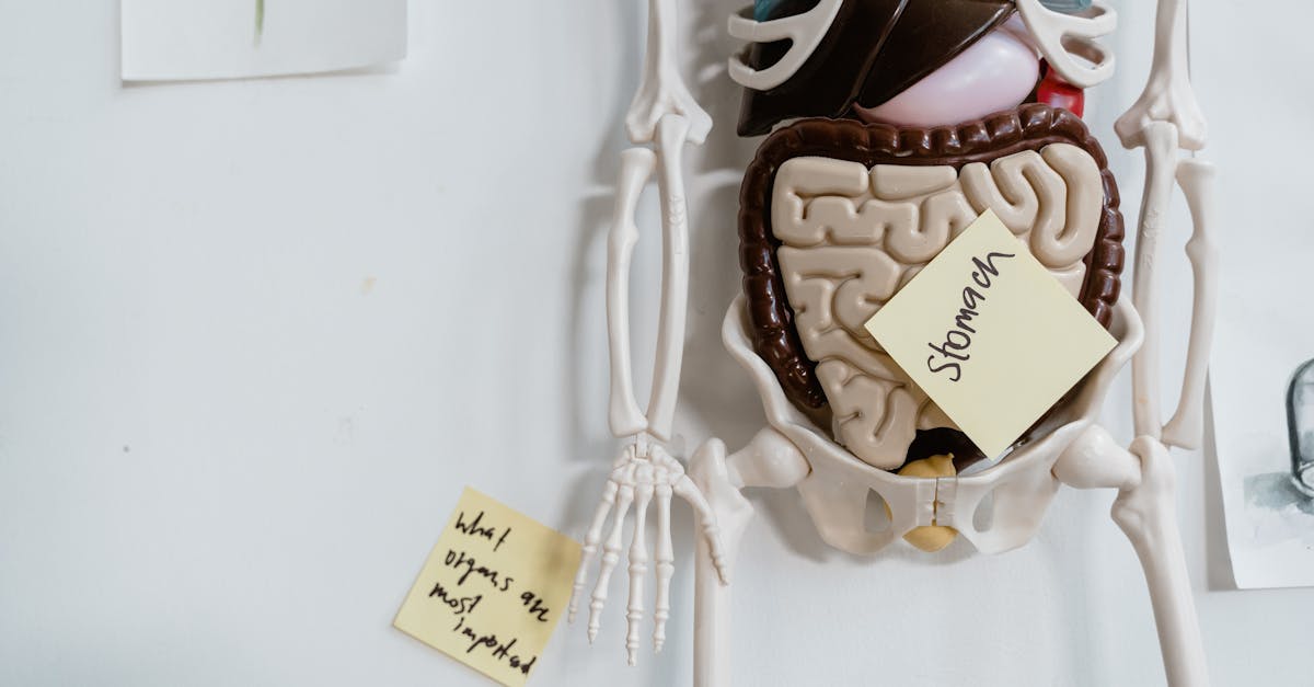 Ox Bile Benefits: Who Actually Benefits — and Who Should Skip It
