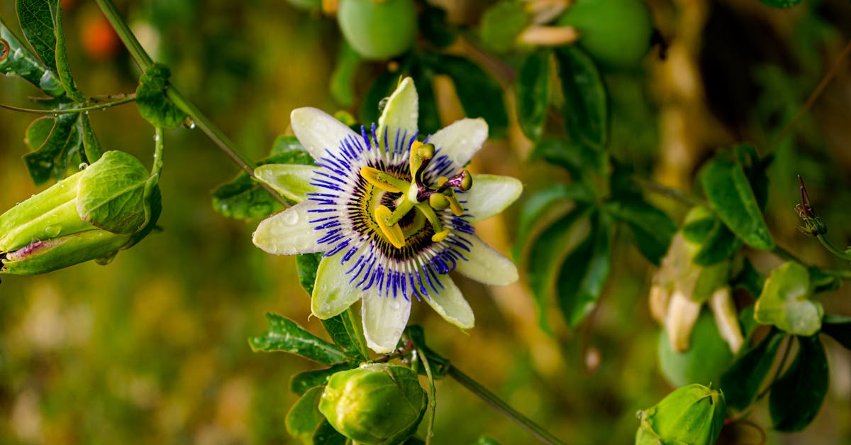 Passionflower Extract Benefits: Evidence-Backed Benefits and Realistic Expectations