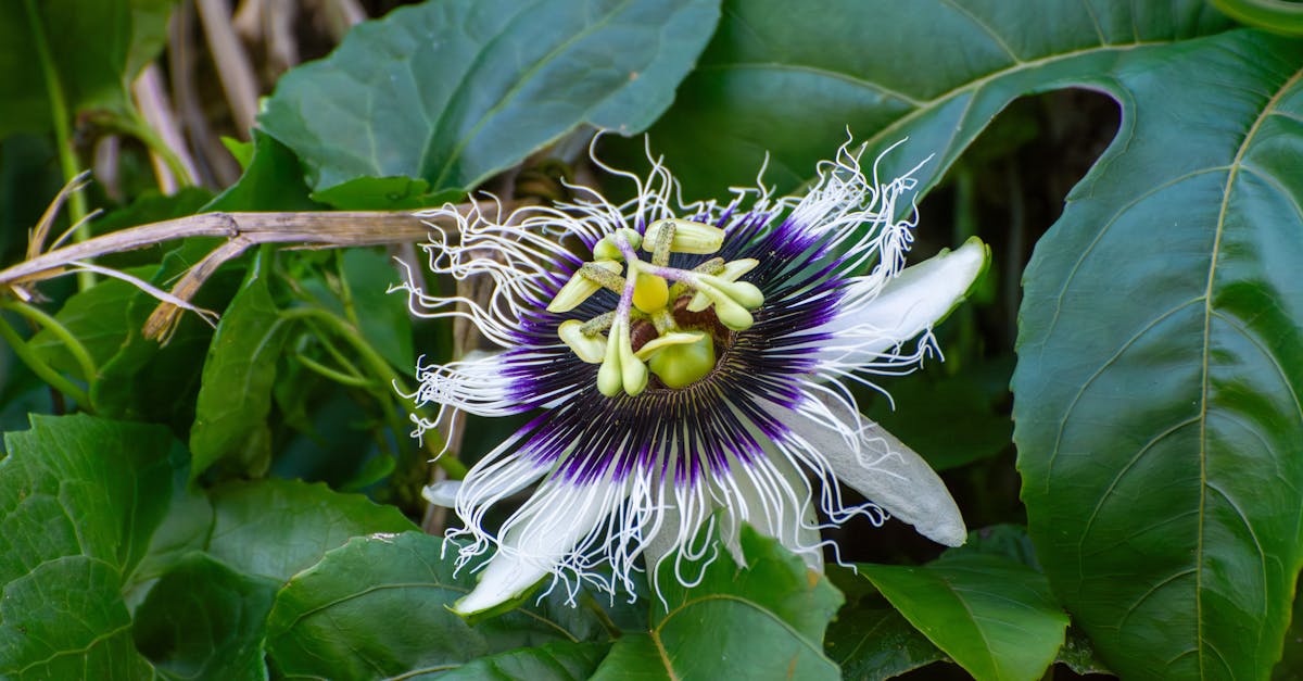 Passionflower: Anxiety, Insomnia, and the Flavonoid Mechanism