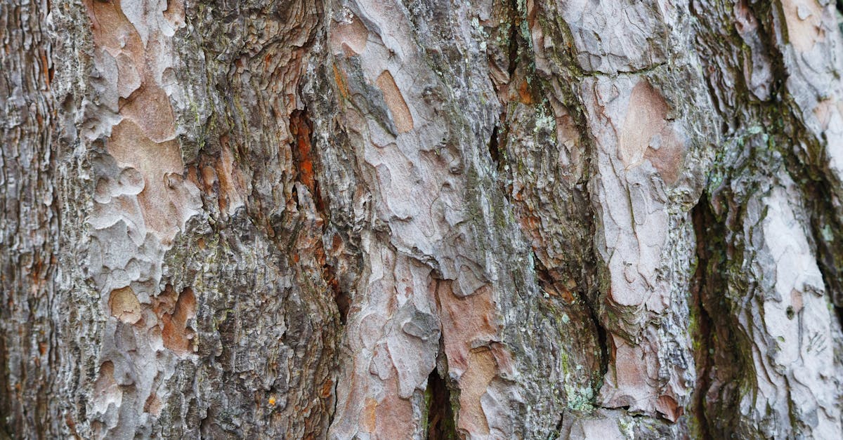 Pine Bark Extract (Pycnogenol): Endothelial Health, OPCs, and Circulation