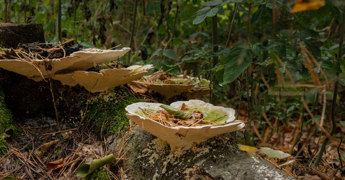 Reishi Mushroom: Immune Modulation, Stress, and the Beta-Glucan Mechanism