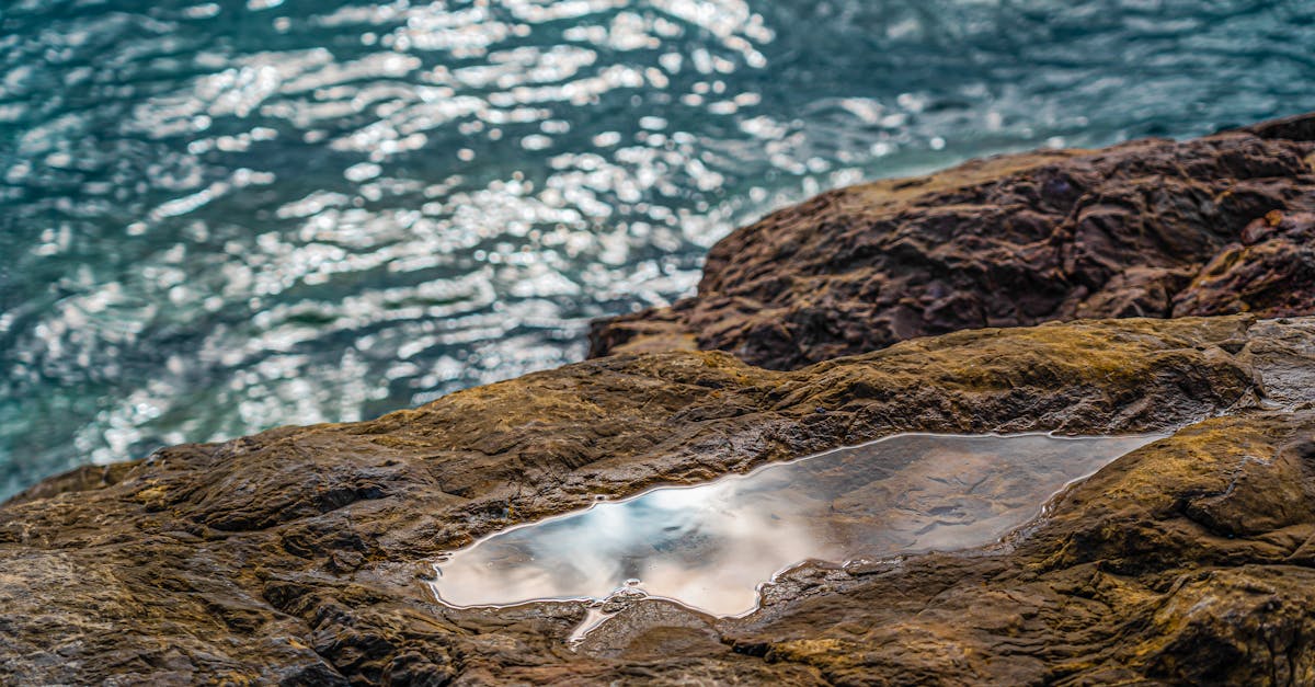 Sea Moss Pros and Cons: A Clinical Guide to Dosage, Mechanism, and Outcomes