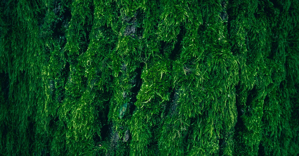 Sea Moss Making You Feel Worse? Here's the Real Reason