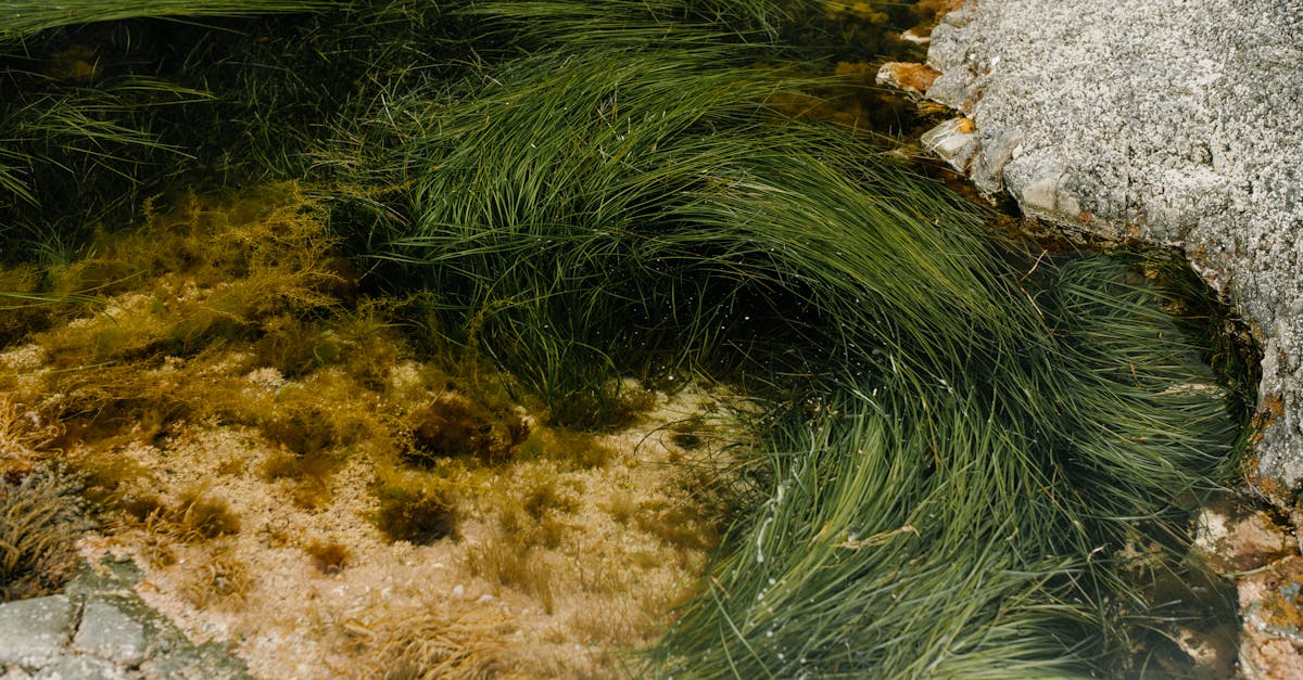 Spirulina and Chlorella: Detox, Heavy Metals, and Nutritional Density
