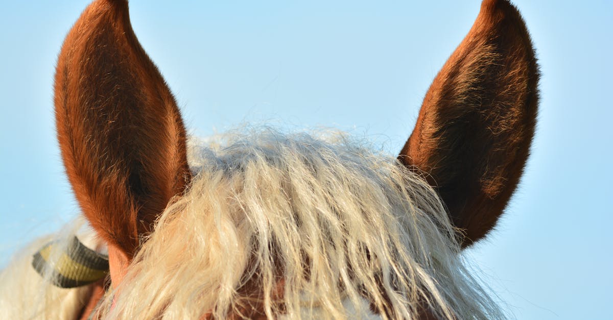 Supplements for Tinnitus: Who Actually Benefits — and Who Should Skip It