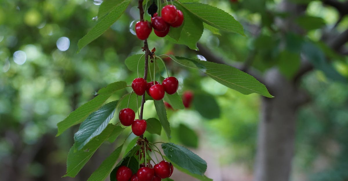 Tart Cherry Extract Supplement: Who Actually Benefits — and Who Should Skip It