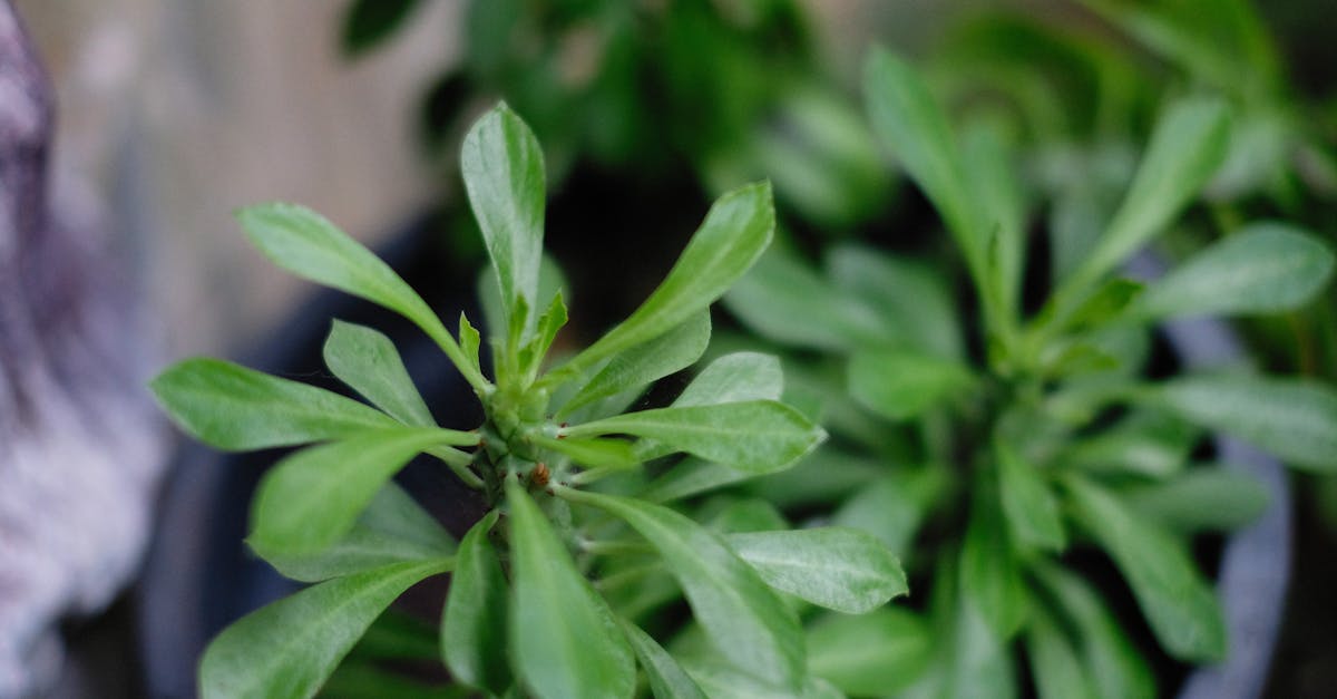 Side Effects From Tribulus? Your Body Might Be Missing This