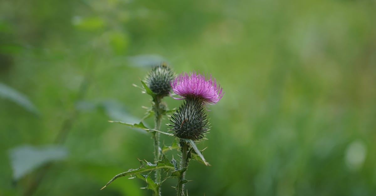 Choosing Between TUDCA vs Milk Thistle: What Bioavailability and Cost Tell Us