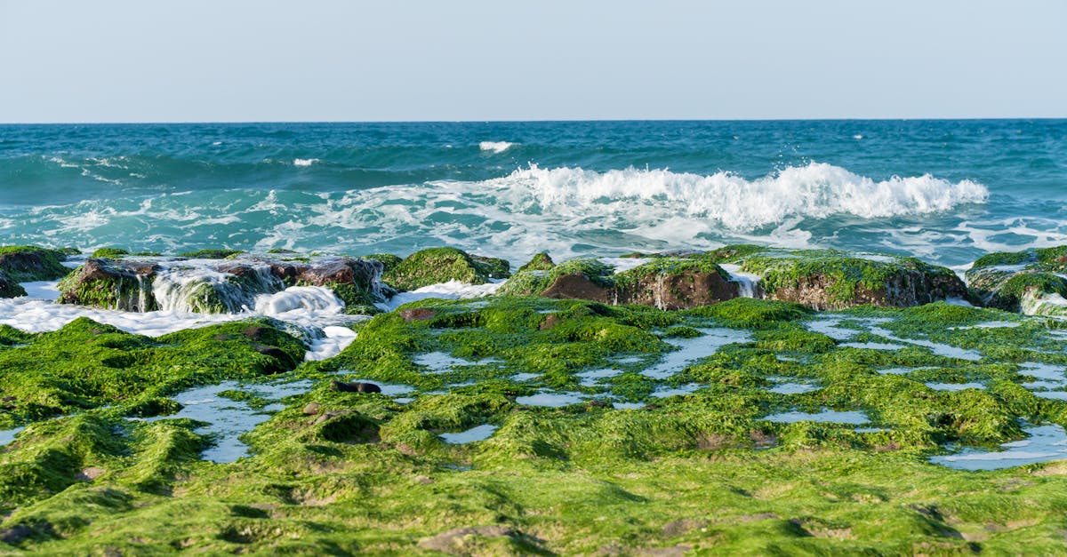 What Does Sea Moss Do: Benefits, Dosage, and What the Research Actually Shows