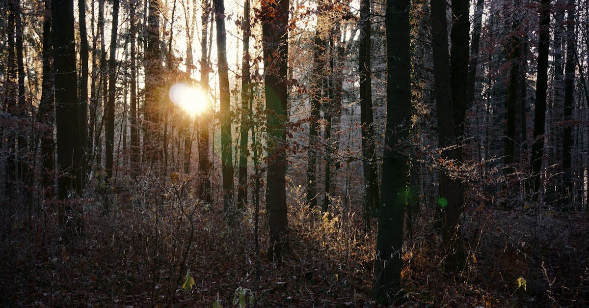 What Does Vitamin D3 Do: Benefits, Dosage, and What the Research Actually Shows