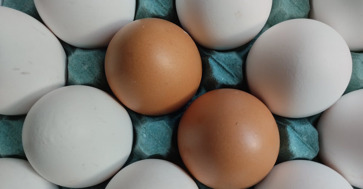 Choosing Between Whey Protein vs Plant Protein: What Bioavailability and Cost Tell Us